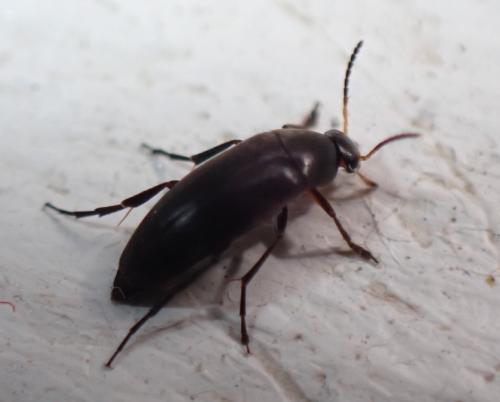 Réf. 294 808 : Anaspis frontalis
